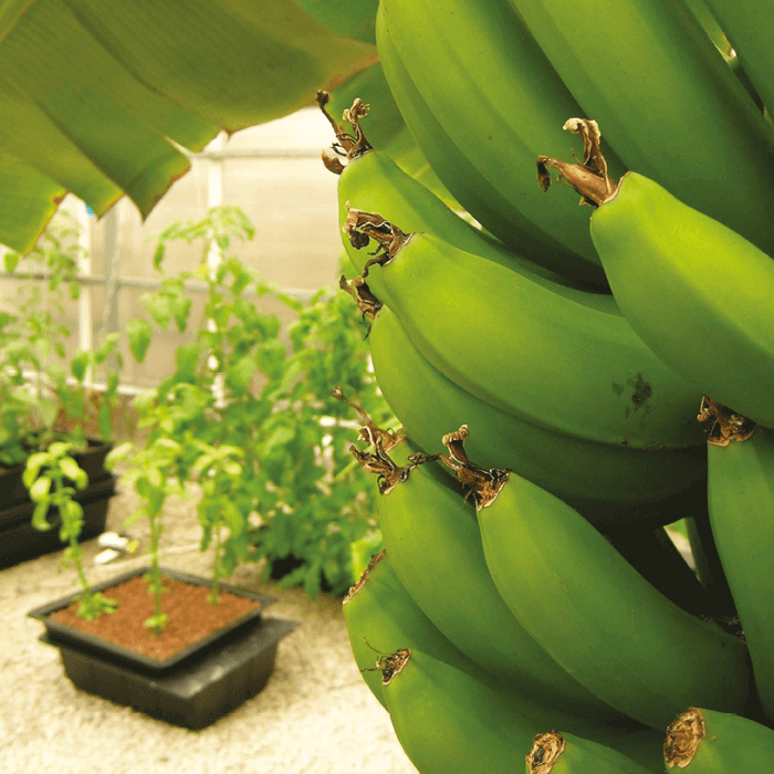 Nutriculture Ebbe Flut System EF230 120x112x24cm 123L Details 2