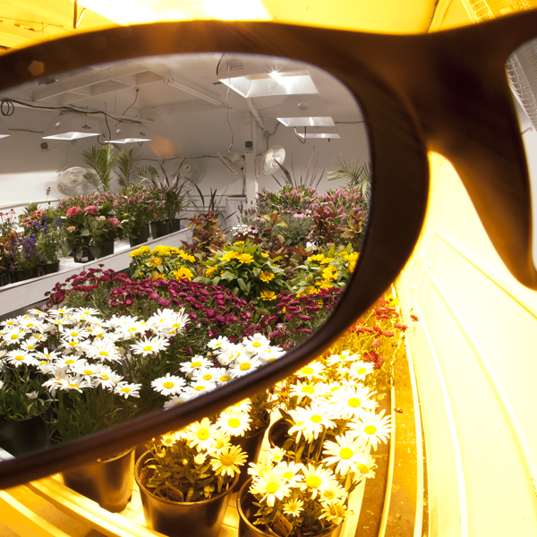 Method Seven Growroom Brille Gestell Operator Glas Fission+ HPS Details 2