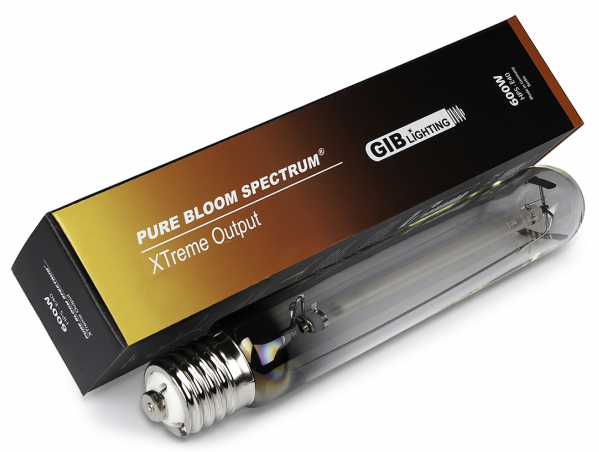 600W GIB Lighting Pure Bloom XTreme Output Blüte