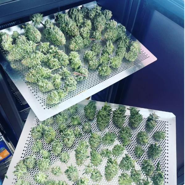 Cool Cure Shelves